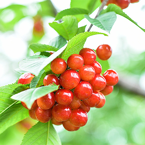 九游官方入口大红樱桃三