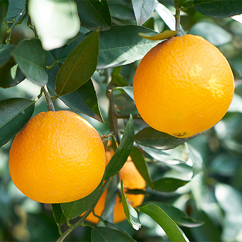 九游官方入口热带水果四