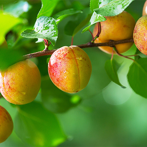 九游官方入口热带水果七